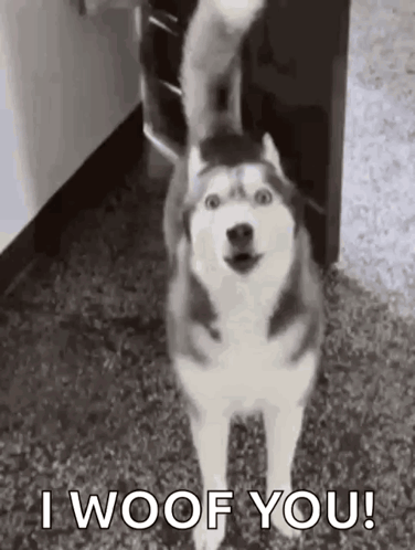 Husky Love GIF