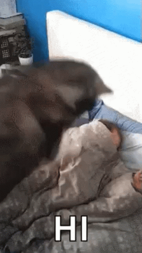 Husky Pet GIF