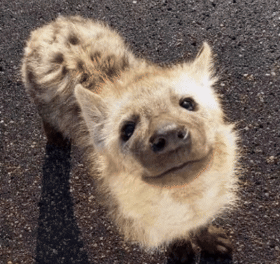 Hyena Cute Cat GIF