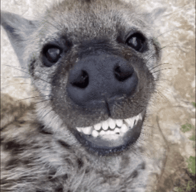 Hyena Cute Hyena GIF