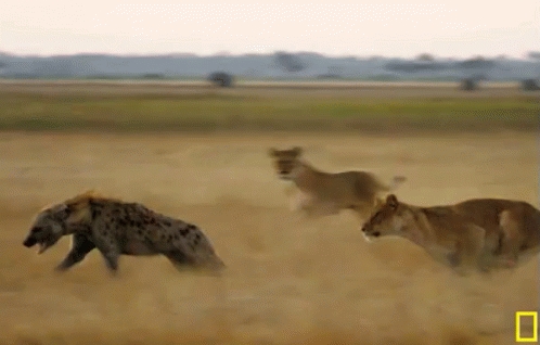 Hyena Running For Its Life GIF