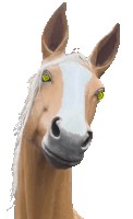 Hypnosis Horse Sticker