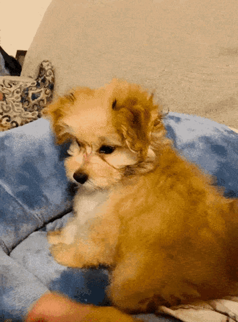 Hypnotize Hypnotized GIF