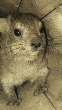 Hyrax Animal GIF