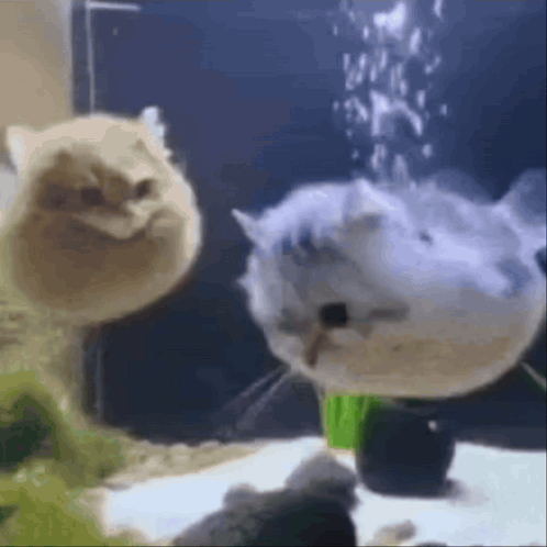 Hzaltınel GIF