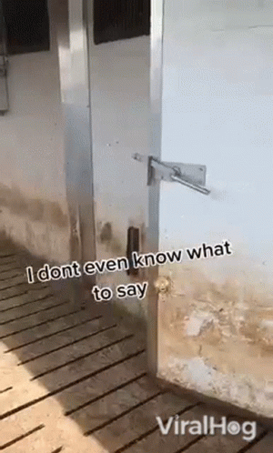 I Dont Even Know What To Say Viralhog GIF
