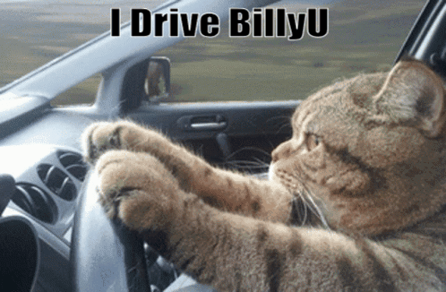 I Drive Billyu Billyu Cat GIF