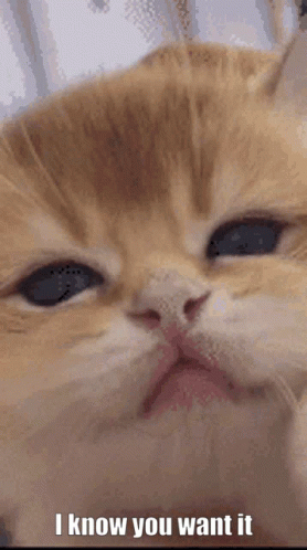 I Know You Want It GIF
