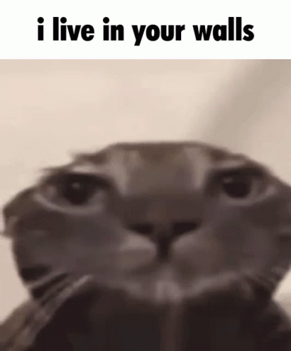 I Live In Your Walls I Know Where You Live GIF