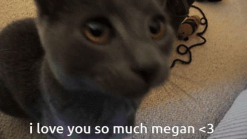 I Love U Mgan GIF. This 498 x 280 animated GIF is part of our megan is missing collection. Created by jitsuzai. View the original animation, share it, or…