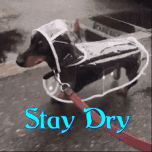 I Love When It Rains GIF