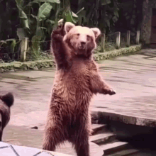 I Love You GIF. This 220 x 220 animated GIF is part of our bear waving collection. Related themes include i love you. Created by georgey. View the original…