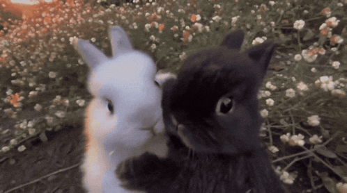 I Love You Ily GIF. This 498 x 278 animated GIF is part of our bunny collection. Related themes include i love you. Created by vynter. View the original…