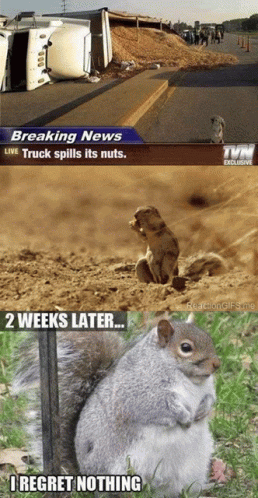 I Regret Nothing Funny Animals GIF. This 258 x 498 animated GIF is part of our funny squirrel collection. Related themes include funny animals, squirrel…