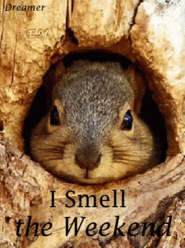 I Smell The Weekend Sniff GIF