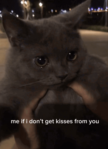 I Want Kisses Cat Sad Cat GIF