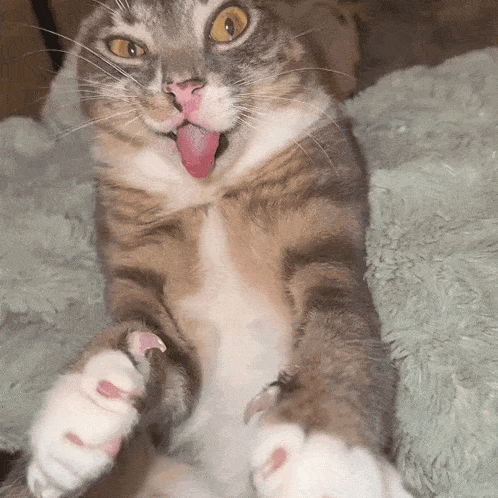 Iamrigbycat GIF