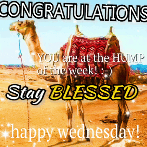 Ianicorngif Camel GIF