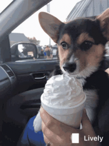 Ice Cream Licking Ice Cream GIF