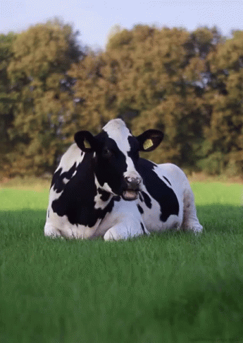 Idc GIF. This 354 x 498 animated GIF is part of our cow milk collection. Related themes include cow. View the original animation, share it, or browse…