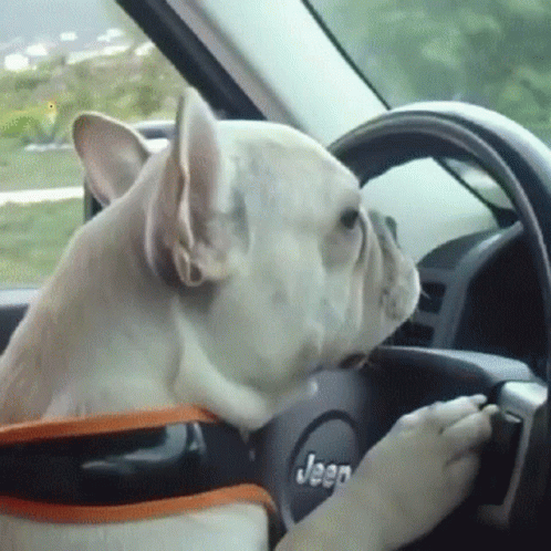 If Frenchness Was A Dog GIF