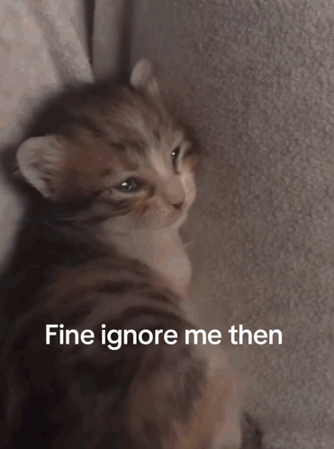 Ignore Kitty Sad Kitty GIF