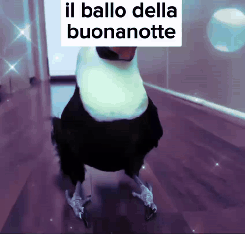 Il Ballo Della Buonanotte Tucano GIF