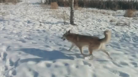 Ila Winter GIF. This 450 x 252 animated GIF is part of our running wolf collection. Related themes include running, winter, wolf. View the original…