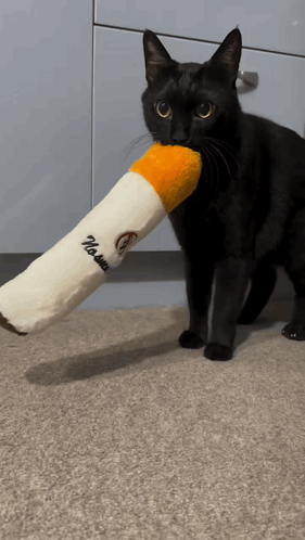 Ilytommy Hoodtrap GIF. This 281 x 498 animated GIF is part of our smoke collection. Related themes include cat. Created by destal. View the original…