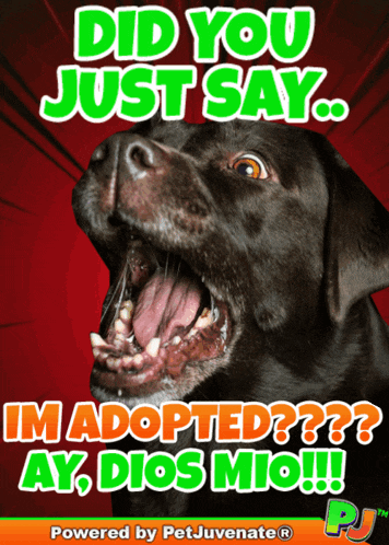 Im Adopted Dog Funny Ay Dios Mio Love Pup Gif Im Adopted What Funny Dog Gif Puppy GIF