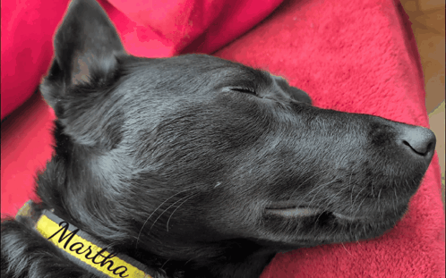 I'M All Ears Dog Activate GIF