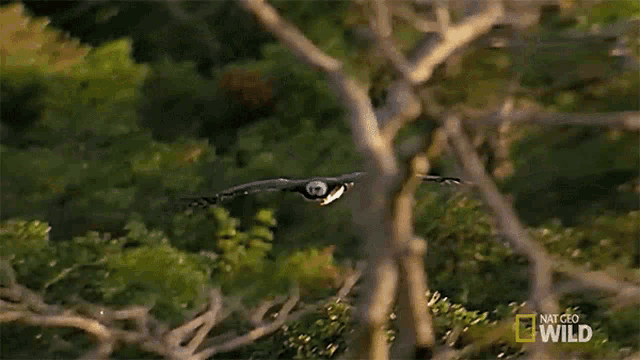 Im Coming Beware The Harpy GIF