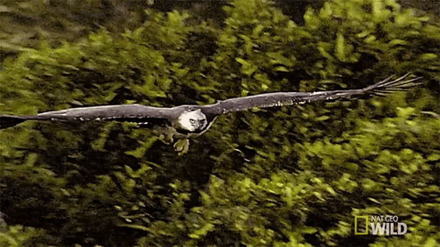Im Coming Beware The Harpy GIF