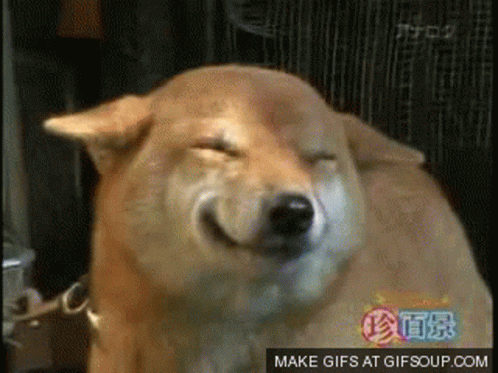 Im Not Happy But Im Smiling GIF. This 498 x 373 animated GIF is part of our shiba inu smile collection. Related themes include cute, smile. Created by…