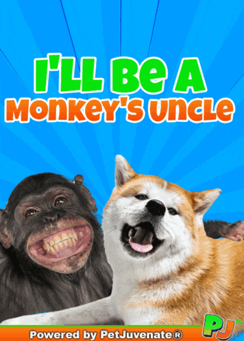 Im Shocked Amazed Funny Dog Gif Pj Doggy Fun Gif Pj GIF