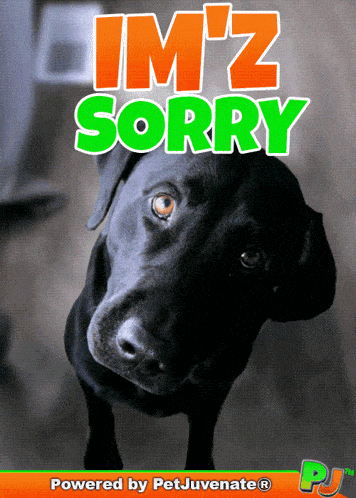 Im So Sorry Boop Bork Blep Boof And Hound Dog GIF