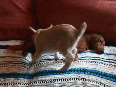 I'M Sorry! GIF