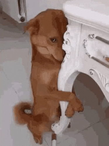 Im Sorry GIF