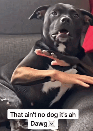 Ima Bite You Dog Ai Dog GIF. This 320 x 448 animated GIF is part of our thats a no for me dawg collection. Created by TH_Igotthis. View the original…