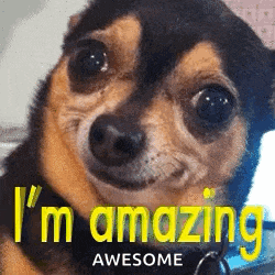 Imamazing Dog GIF