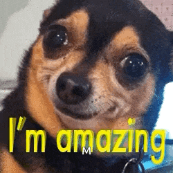 Imamazing Dog GIF