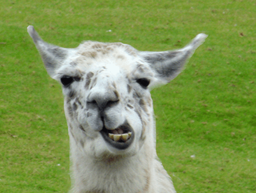 Imfred Llama GIF. This 498 x 377 animated GIF is part of our lhama cuspindo collection. Created by im_fred. View the original animation, share it, or browse…