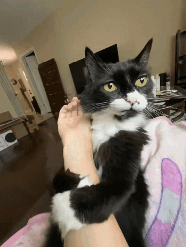 Immpsycho Cat Meme GIF