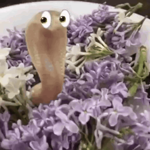 In Flowers Looking Around GIF. This 498 x 498 animated GIF is part of our snake collection. Created by thebusstevencrashedxoxo. View the original animation…