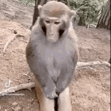 Inefablejuly Unbothered Monkey Yawning GIF