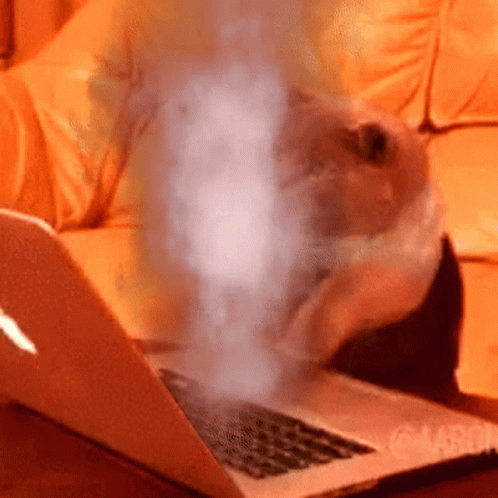 Insane Fast Typing Cat GIF