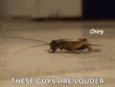 Insect Chirping GIF