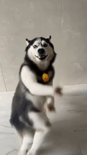 Instagram Lele GIF