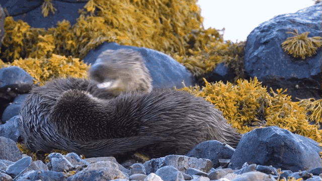 Interrupted Robert E Fuller GIF
