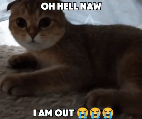Iriska Cat GIF